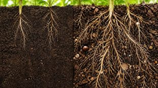 découvrez comment le terreau universel enrichi favorise un développement rapide et sain du système racinaire pour des plantes vigoureuses et durables.